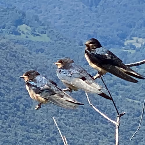 3birds.eth Ethereum Name Service (ENS and .eth domain) PFP
