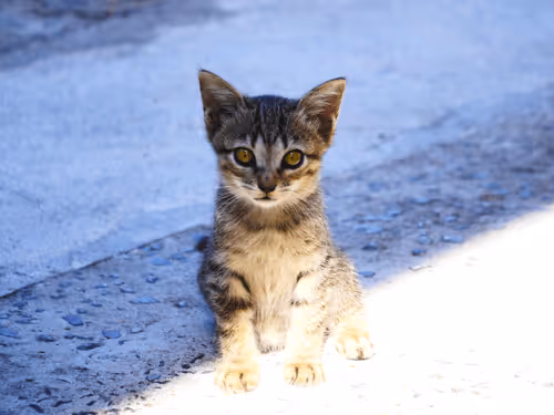 Item #55455677318123595031509472603724202920888355633279889545160944802976917094401 Media