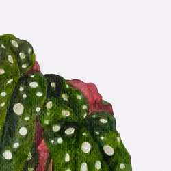 The Polka Dot Begonia 2