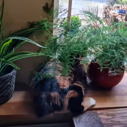 #12 Crypto Gold(ie) - Fluffy peets