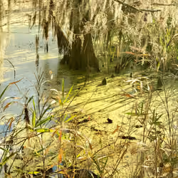 Nature Trails #15