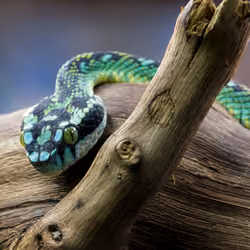 Sri Lanka Pit-Viper 2