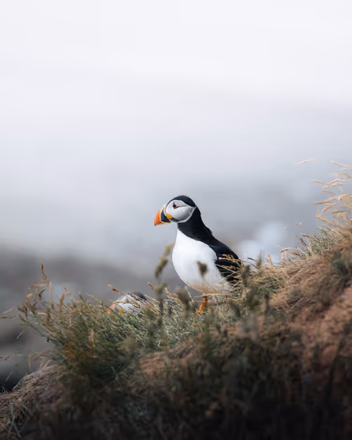 Item #81572442213939252959191260910435432833939058605196789415419147533711677849601 Media