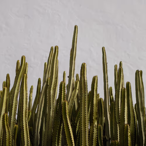 Cactii