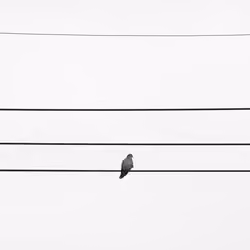 Dove_02 | Photograph makers & sons No.6