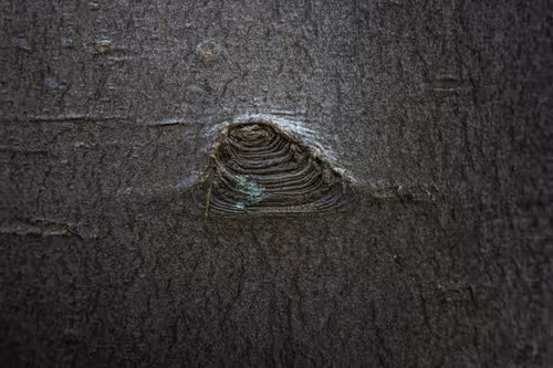 Item #55403408665547609189092792610750107765895786822855229620827418940463273476097 Media