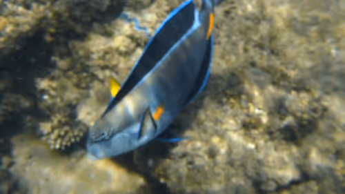 Item #32522392328516293709208538786472574869311995244495637720412795692630310649861 Media