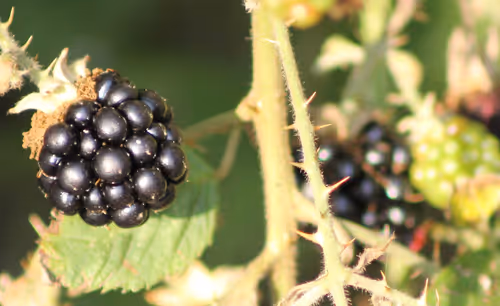 Item #51124555051901614330264480006545612592022390906904121289505624550314096984065 Media