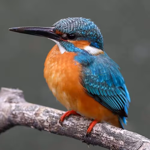 Item #85283593474592866702825863891440896187489625532897251754967764799312717938689 Media