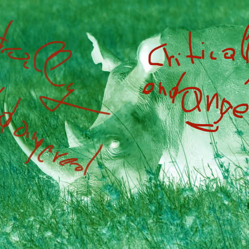 RHINO #1