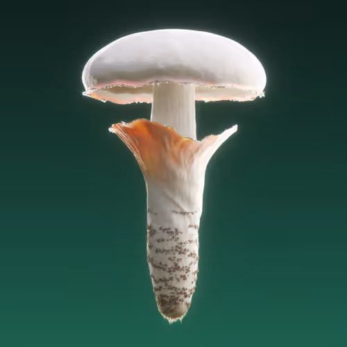 Item #95653877050150474555742155054455970472164202465768371638498213981081672089601 Media