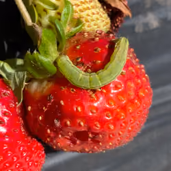 hungry caterpillar on strawberry