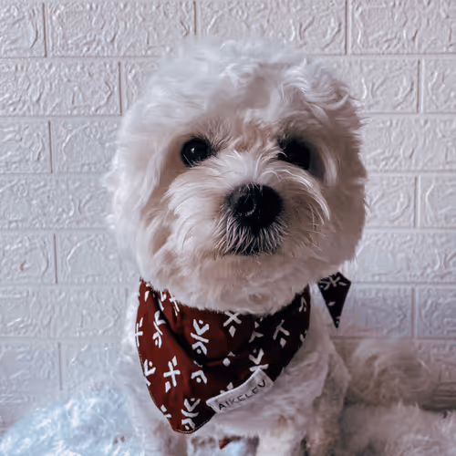 Polo The Prince