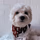 Polo The Prince