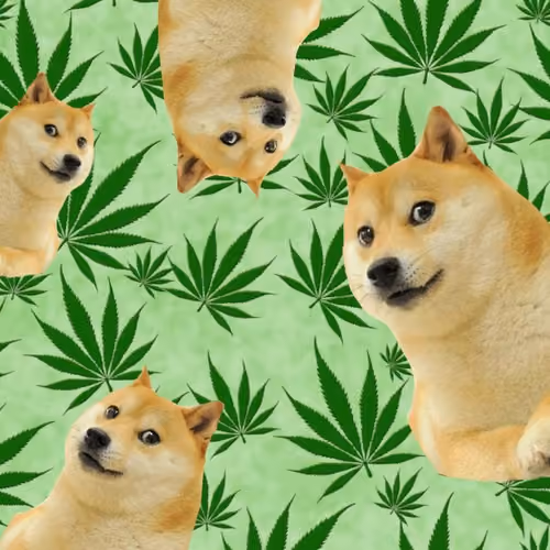 Doge#6