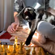 Cat playing chess during covid19 pandemic