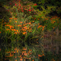 Reflections of Summer in the Irish Countryside