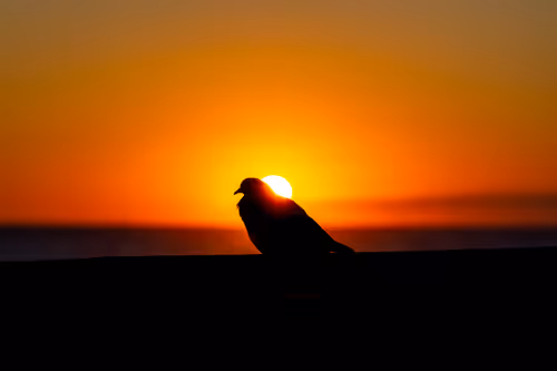 Item #87014449869533570037258101988122133423496035447680150931597385512457770893313 Media