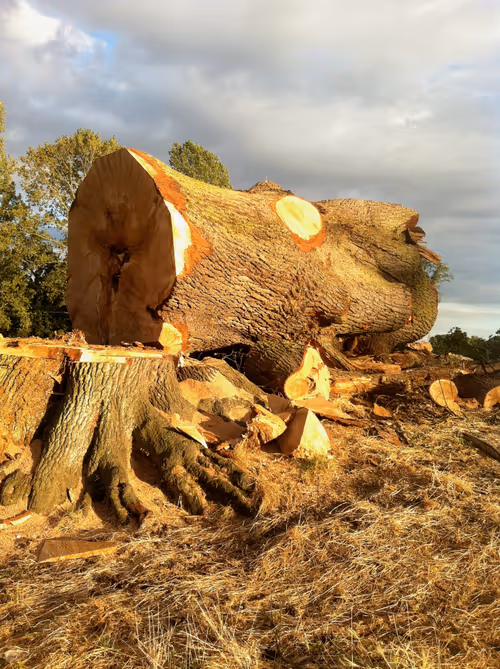 Item #106130176525195936994103089796487378382193046811569602832776154082501749374977 Media