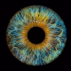 Colorful IRIS #18