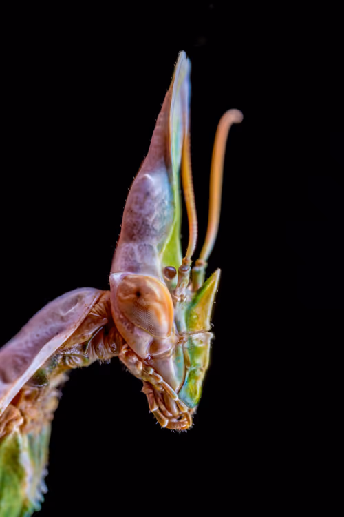 Item #11893448461842202167923125391346137616384292588036434545660885344041029337089 Media