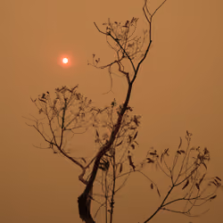 Ultra Rare: Red Sun, Dead Tree