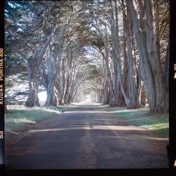 tree tunnel