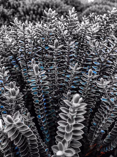 Item #20976301758881134831989222665278936219784108903075361536191037499652532338689 Media