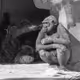 Twentysix Bored Apes
