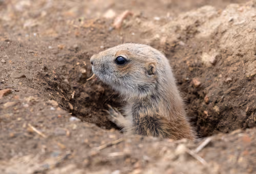 Item #19207338348144225692080396183640865546201068415206893468727031807984908894209 Media