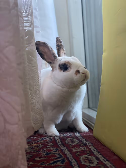 Item #90833129511113352806617580266378869665986327756772734527630875940105326952449 Media