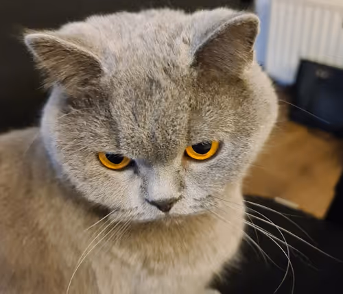 Item #50378249515192140596651097190490243462828899571090436609561503714988796149761 Media