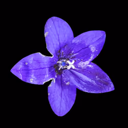 Purple Blossom #55