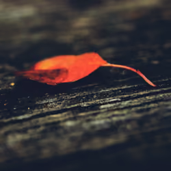 Parting Leaf is Not the end