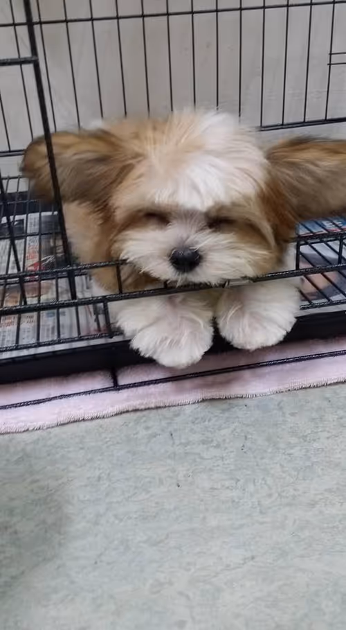 Item #21607923784025543658024067331009769919395041958272689574271021063886784692225 Media