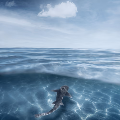Solo Swimmer