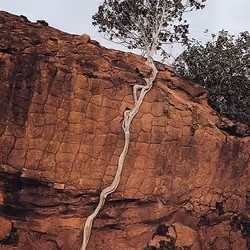 Immortal tree #22