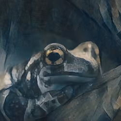 Cokas PFP