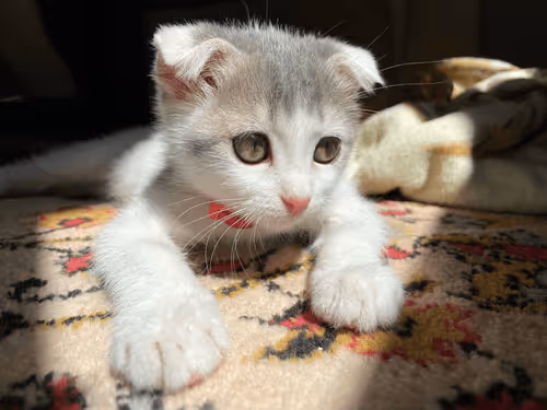 Helpmepleaseee Collection