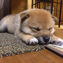 Shiba #2