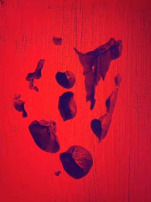 Item #82156306384610747966184862212727550247456131418142315154672423519339363172353 Media