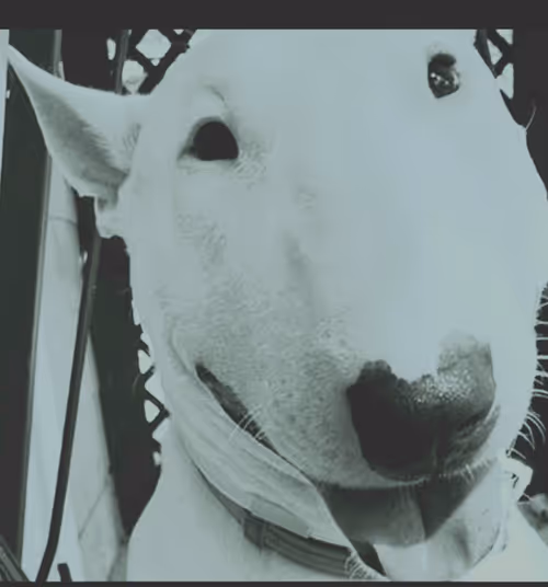 Item #20934789157980051538547438060703325984479248616101493732384175139883323490305 Media