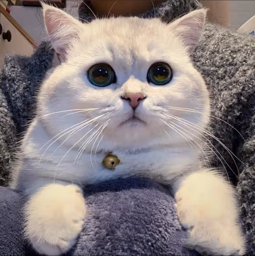 Item #506614017608188570824604822011872825915664813029036437365082820950177611777 Media