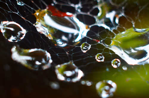 Item #92971587401879212914465603849674525645265351012255145539777938563023744532481 Media