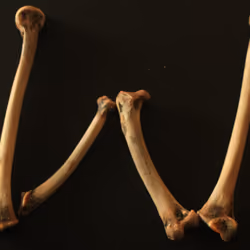 W - Chicken Bone Font