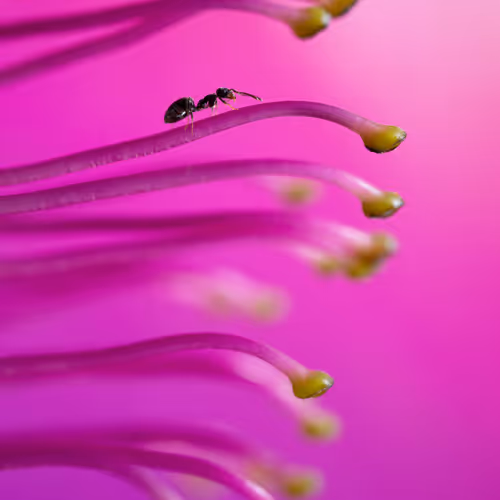 Little Wonders