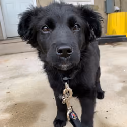 Sadie's First Walk #2
