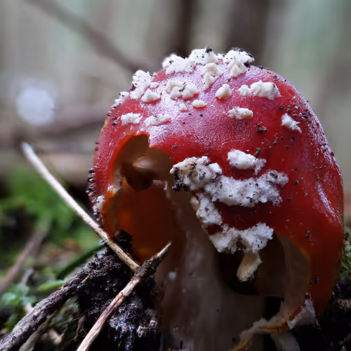 Realfungi