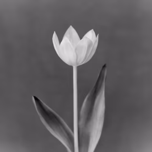 Anthos #62 - Tulip