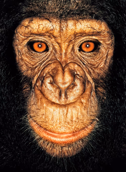 Item #109162157552346088047496633038404394118504199992061596446112929724976943071233 Media